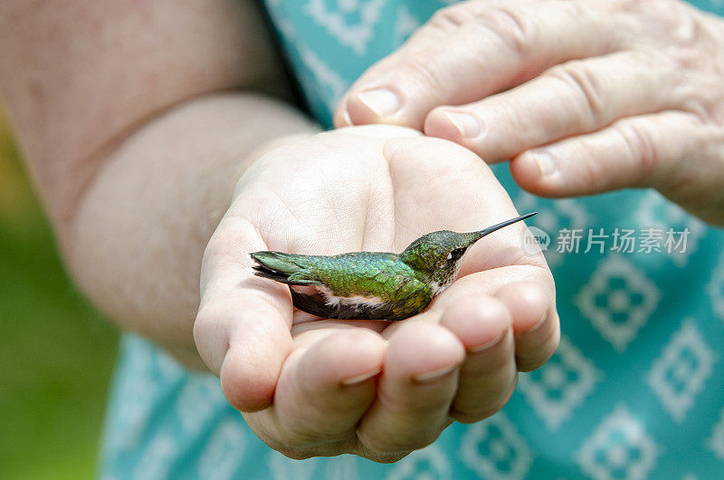 为正在进行的研究项目，经测量、称重、检查和捆扎后将野生蜂鸟放归野外