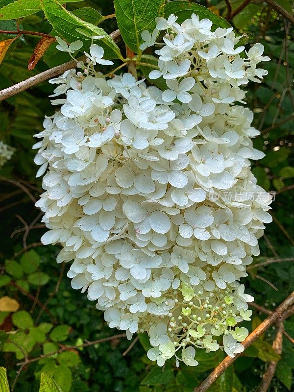 圆锥花序绣球花香