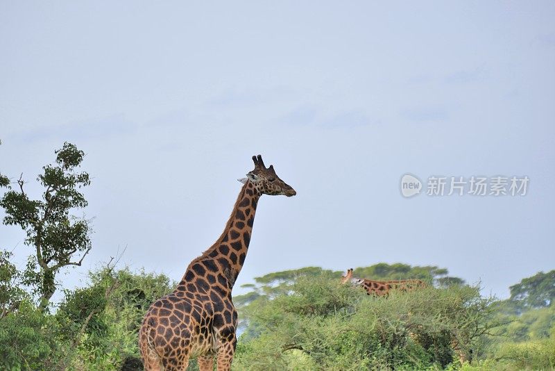 乌干达的罗斯柴尔德长颈鹿-七