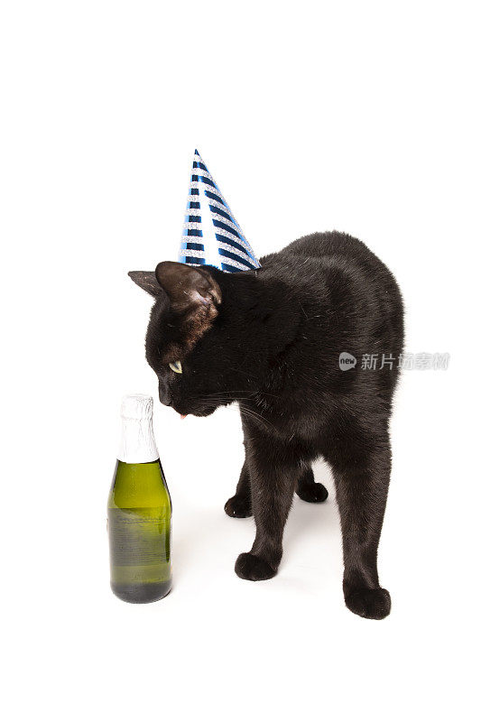 戴着派对帽的黑猫和一瓶香槟