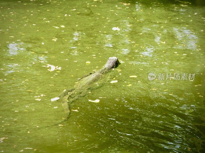 小瓦拉努斯・救星在水里游泳