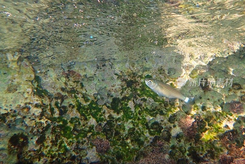 厚唇灰色鲻鱼(唇钩鱼)，海底