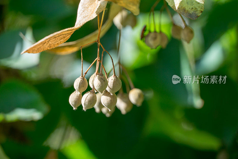 菩提树的种子在秋天-酸橙树