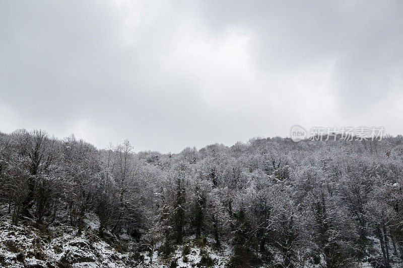 冬天和雪的概念。雪山和树。