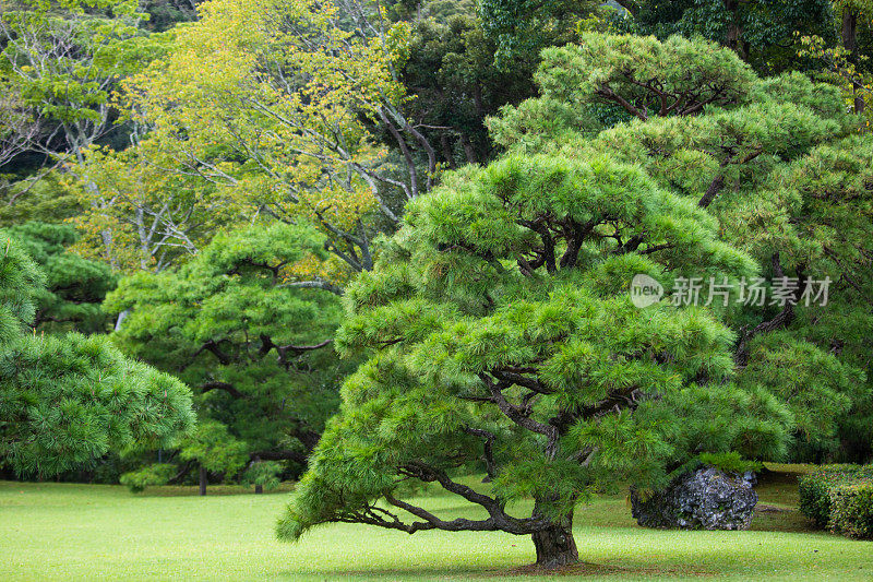 原始的花园日本树