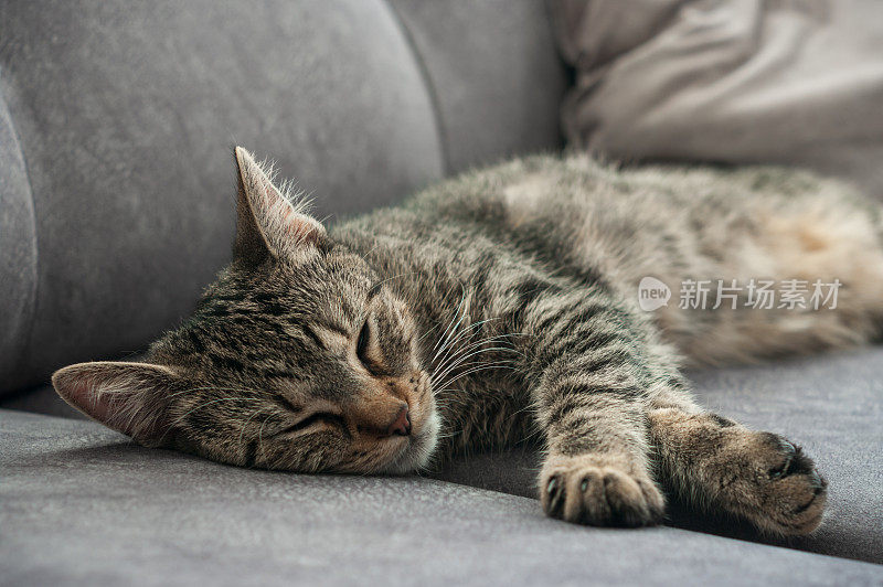 睡着的小猫-肖像