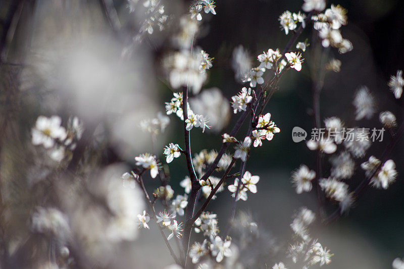 野生樱花