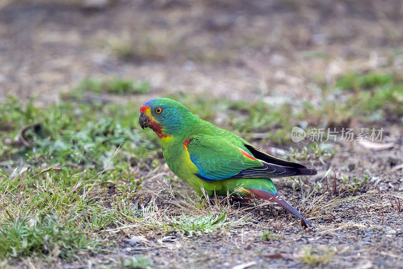 斯威夫特鹦鹉，塔斯马尼亚，澳大利亚