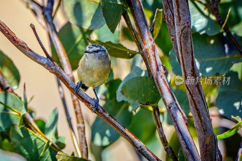 黄色的残余Thornbill