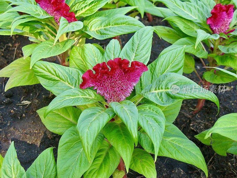 花盆里美丽的红色鸡冠花