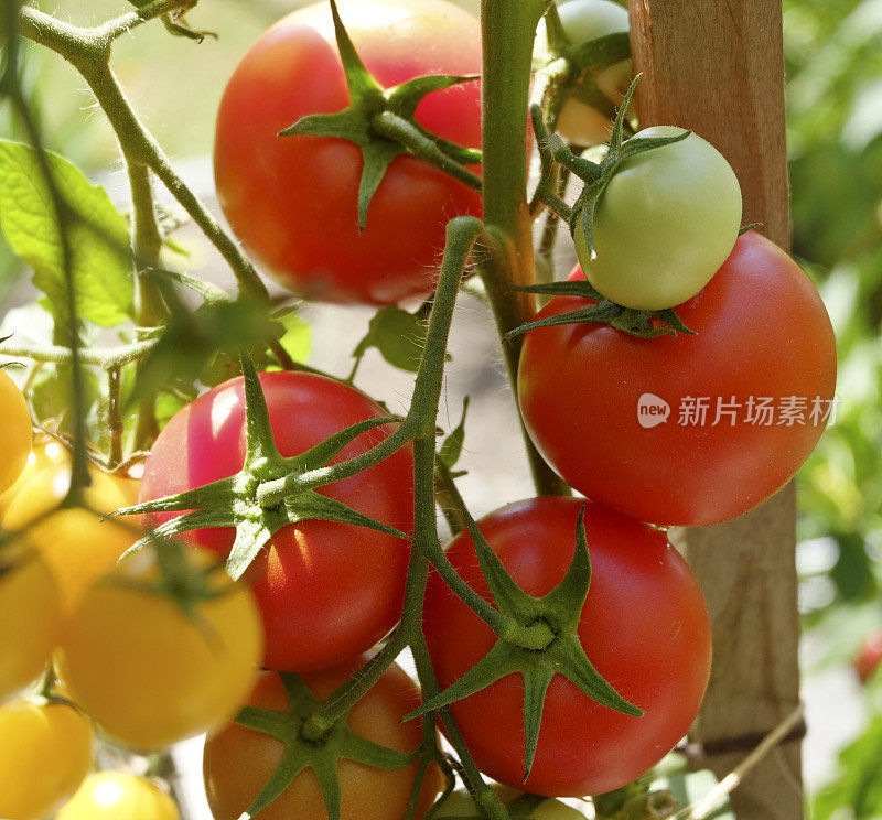 本土西红柿