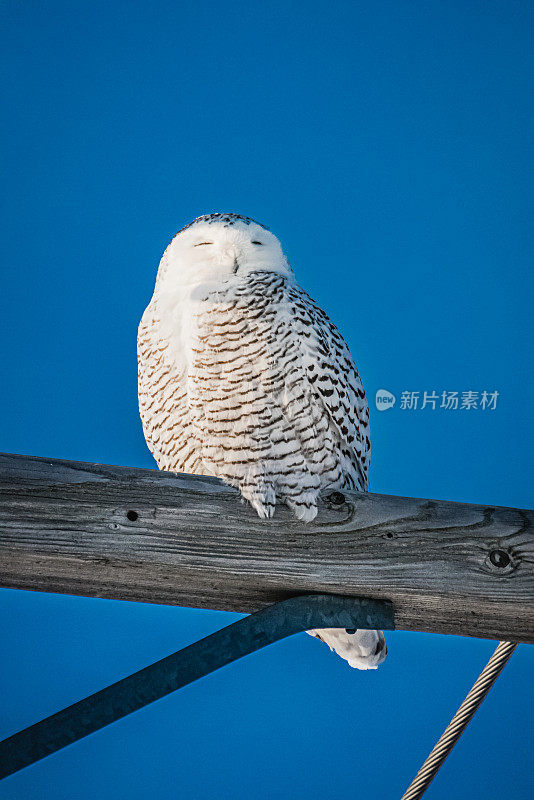 雪枭,电。