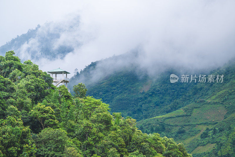 越南老街，日落时分，梯田上的稻田。越南西北部的稻田正在准备收割