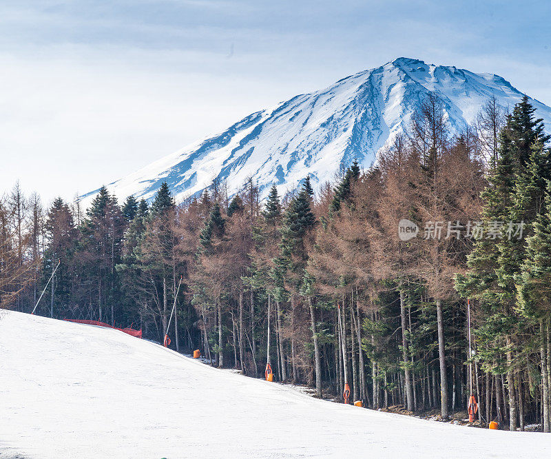 富士山景色与坡雪谷松树，富士山山顶美丽的美景在冬季的时候在富士藤