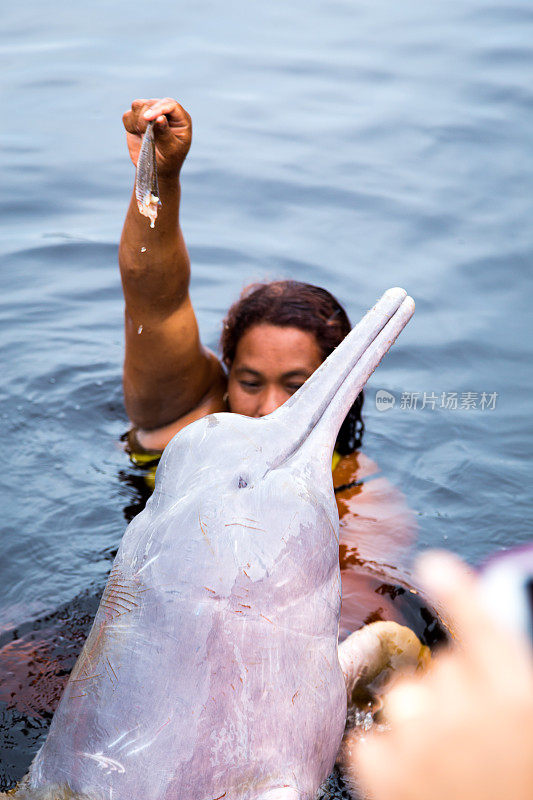 在巴西的玛瑙斯，游客们正在喂养著名的粉红海豚