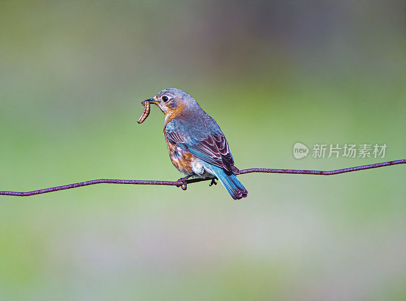 东部蓝色鸟