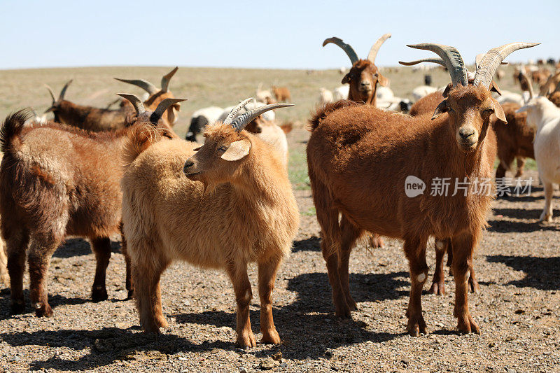 戈壁沙漠中的蒙古山羊和绵羊