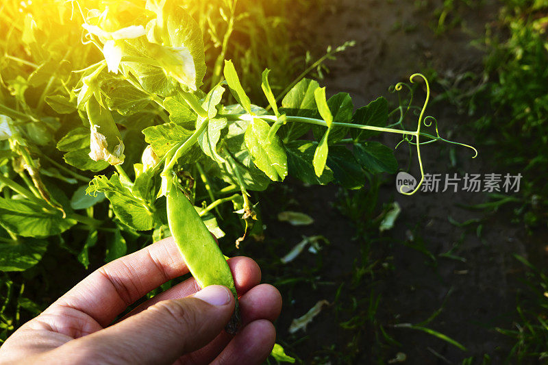 在春天的阳光下，豆荚花在农田里