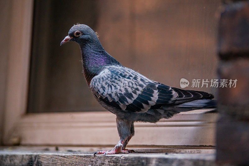 鸽子的特写