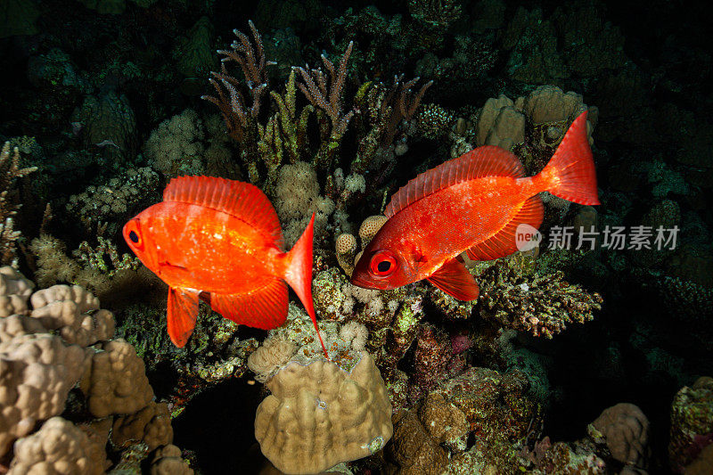 热带鱼，海洋生物，