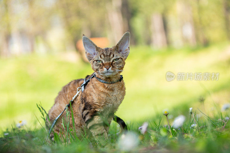 戴着宠物皮带的德文郡雷克斯小猫坐在草地上