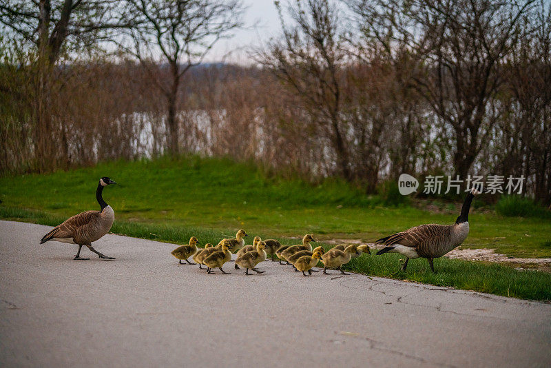 加拿大鹅-小鹅和它们的父母穿过人行道