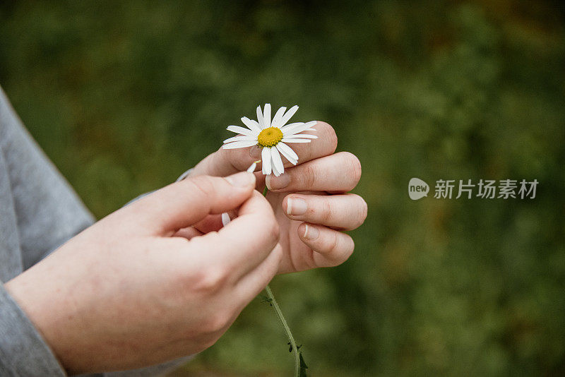 从雏菊上摘下花瓣