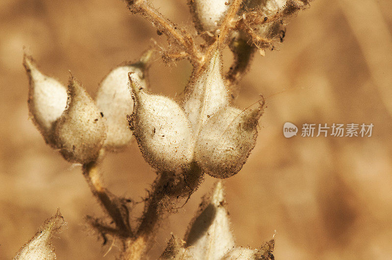 飞燕草是一种治虱子的植物，它的果实可以用来治虱子