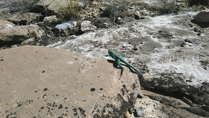 科罗拉多西部沙漠环境中的野生有色颈蜥蜴爬行动物