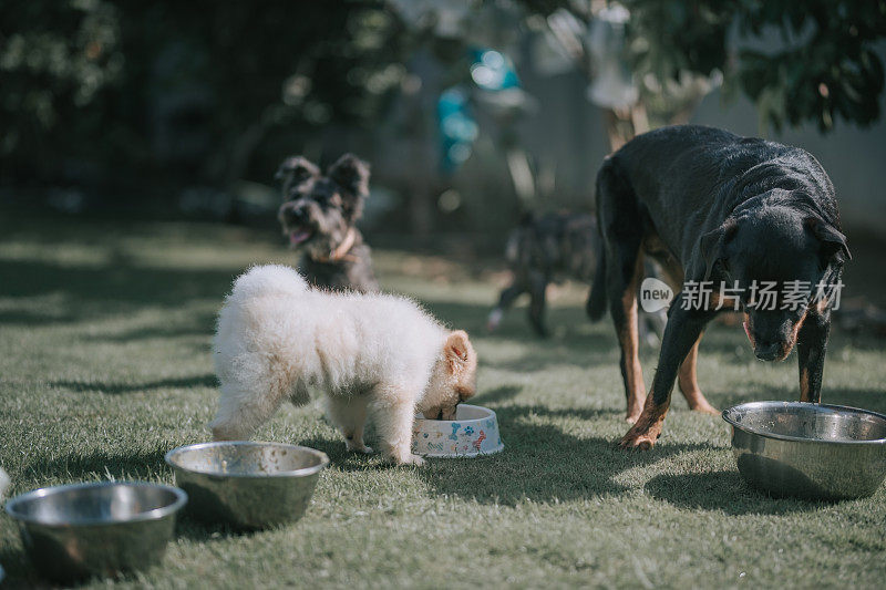 罗tgtweiler，苏格兰梗，玩具狮子狗，博美犬在外面等待喂食的合影