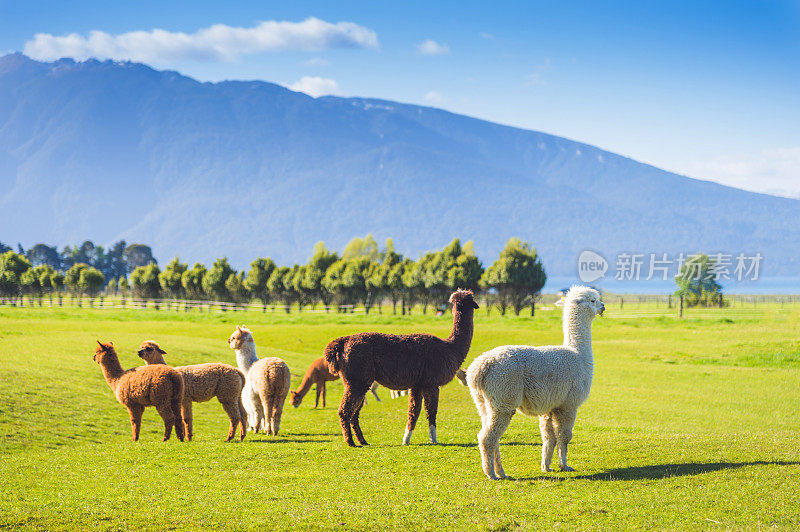 以自然景观为背景的新西兰南岛羊驼群
