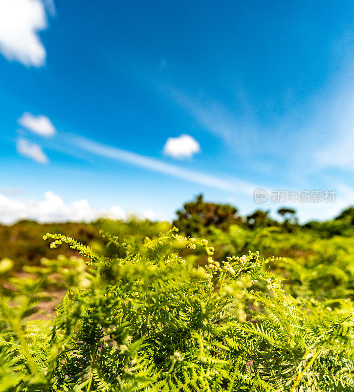 夏天的蕨类植物