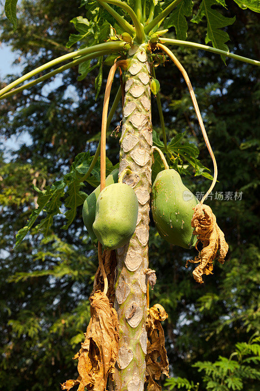 泰国清迈省农场的有机木瓜
