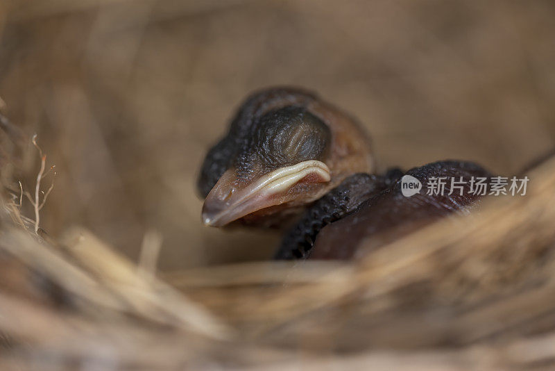 鸟巢里的新生小鸟