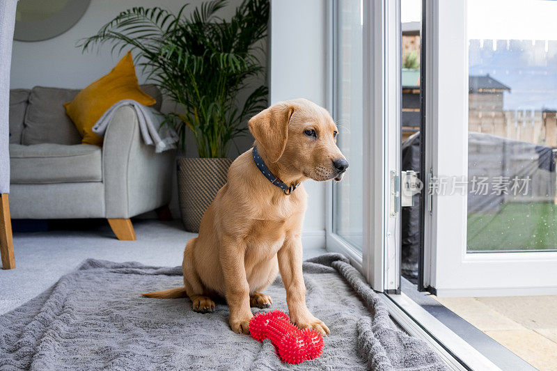 狐狸红拉布拉多寻回猎犬在外面看