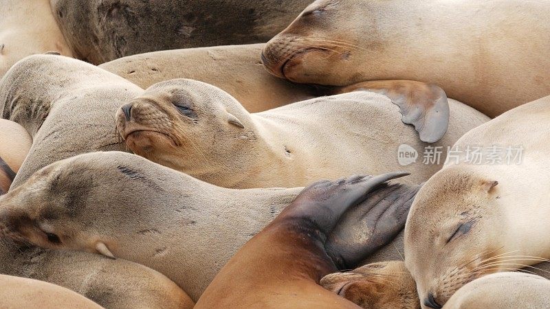 拉霍亚岩石上的海狮。野生耳海豹在太平洋附近的石头上休息。有趣懒惰的野生动物睡觉。在自然栖息地的受保护海洋哺乳动物，圣地亚哥，加利福尼亚，美国