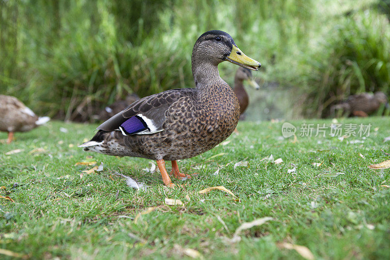 池塘边草地上的野鸭