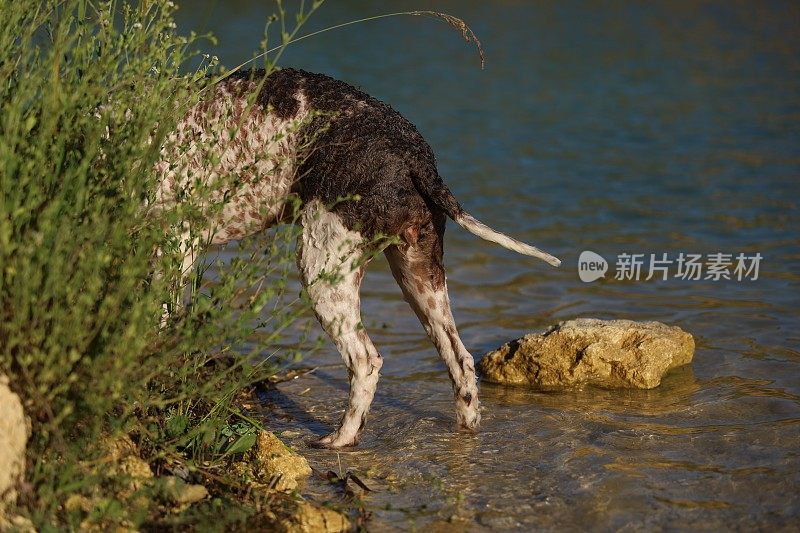 一只母狗在湖里游泳