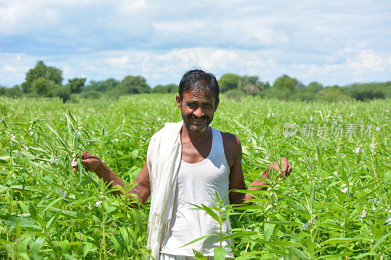 印度北方邦马霍巴——2020年8月24日:印度农民在芝麻地里。