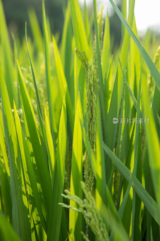 露水滴在稻叶上，稻花从种子开花