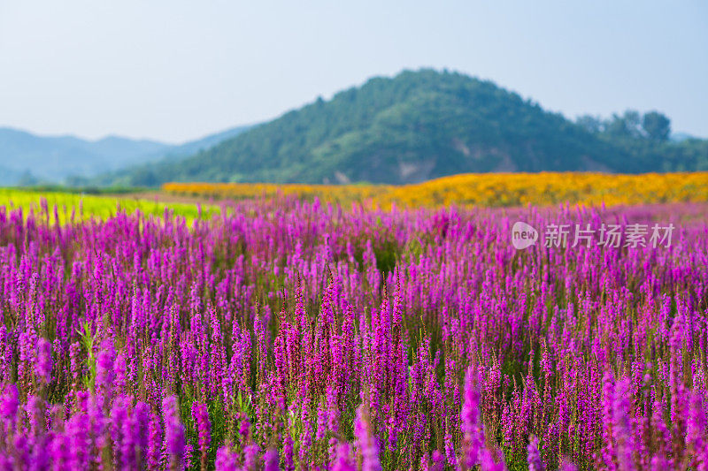 紫鼠尾草花海