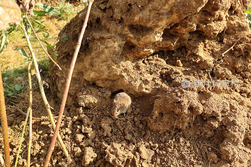 Feldmaus(草原arvalis)