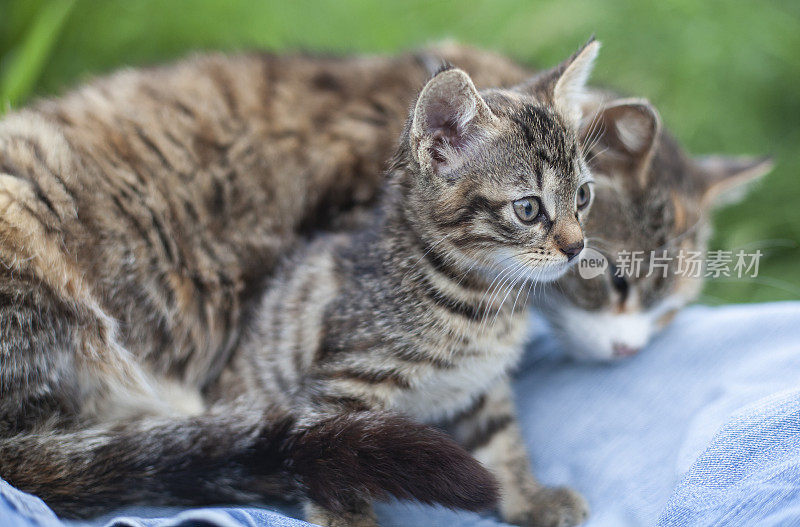 小猫和猫妈妈在春天的花园里