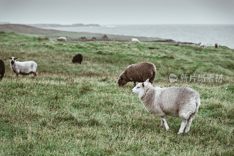 在设得兰群岛吃草的绵羊
