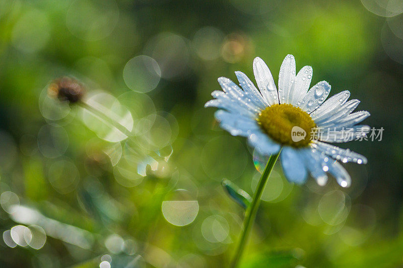 雏菊花