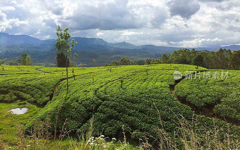 斯里兰卡山谷中的茶园