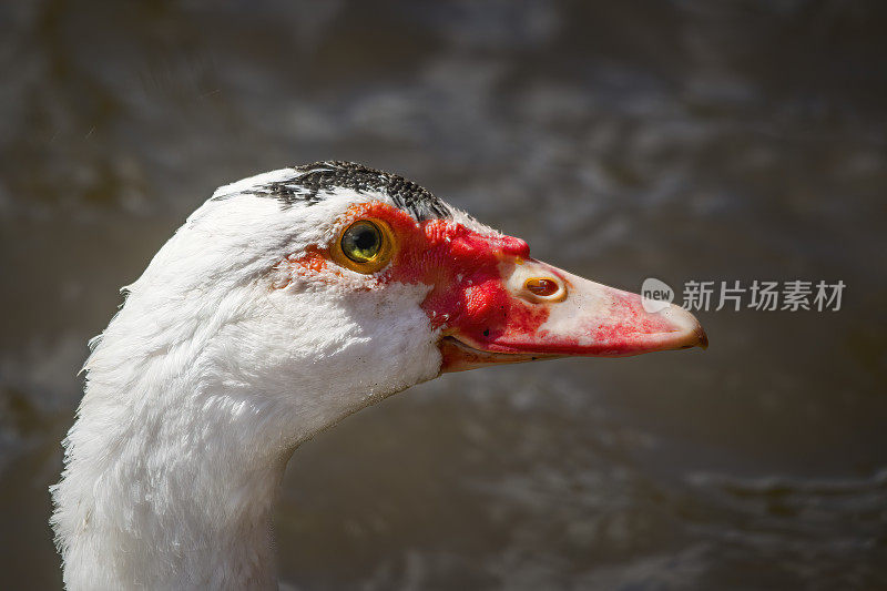 美洲家鸭