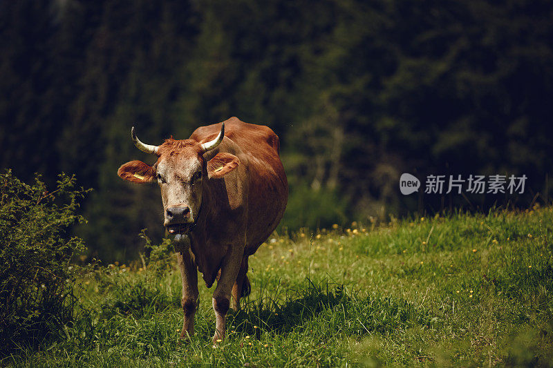 家牛站在草地上