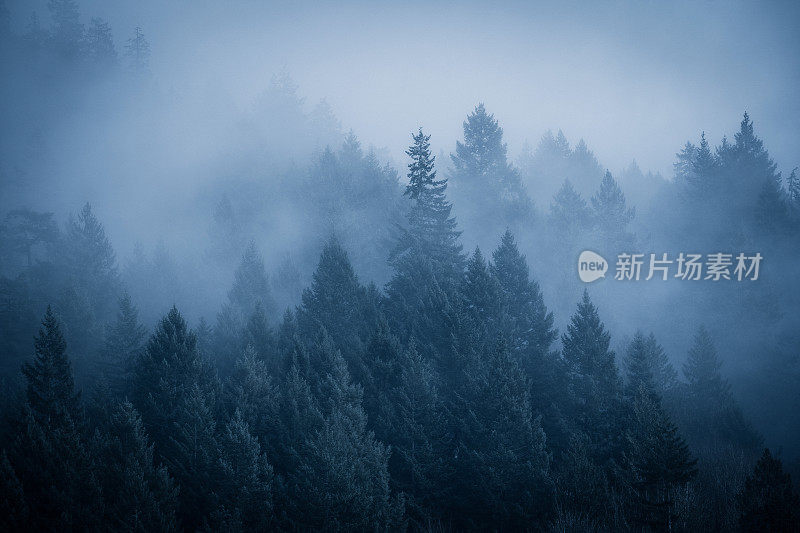 海边雾蒙蒙的雨林