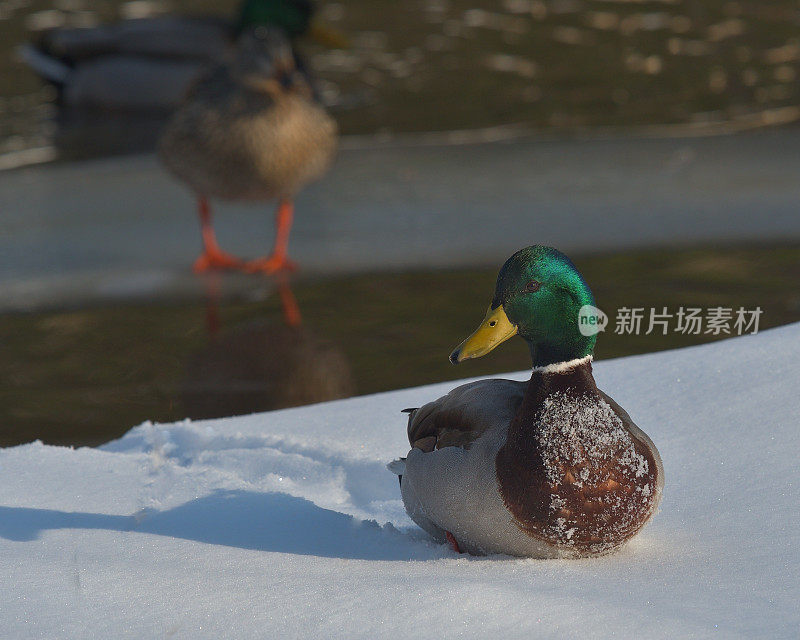 野鸭埋在雪里